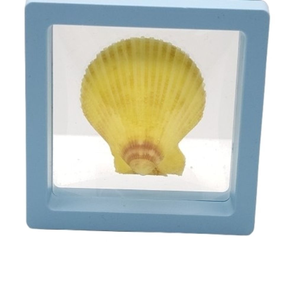 Yellow Seashell in Blue Frame